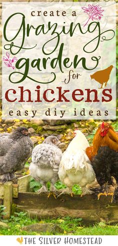 a charcoal gray, light gray, and solid white hen are perched on the wood board edge of a raised garden bed full of green growing weeds near a black rooster in a pleasant garden scene with text that reads create a grazing garden for chickens easy diy ideas Chicken Coop Building Plans, Easy Diy Chicken Coop, Garden Ideas Backyard, Meat Birds, Raising Chicks, Easy Diy Ideas, Chicken Keeping, Backyard Chicken Farming, Raising Backyard Chickens