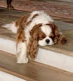 a brown and white dog laying on the steps