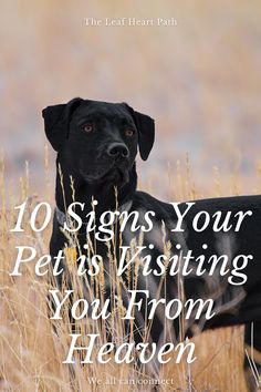 a black dog standing in tall grass with the words 10 signs your pet is visiting you from heaven