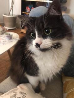 a black and white cat sitting on top of a couch