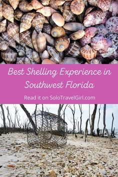 the best shelling experience in southwest florida read it on solotravelgirl com