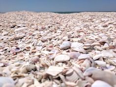 many seashells are gathered together on the beach