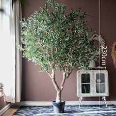 a potted olive tree sitting on top of a rug