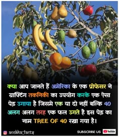 an image of fruit hanging from a tree with the caption in english on it