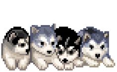 a group of husky dogs sitting next to each other