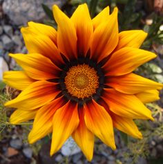 an orange and yellow sunflower with rocks in the background