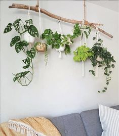 a living room filled with lots of plants hanging from a wall next to a couch