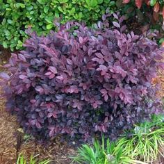 some purple plants are growing in the dirt and grass next to bushes with green leaves on them