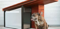 a dog is sitting in an enclosure with his tongue hanging out