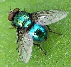 a blue fly sitting on top of a green leaf