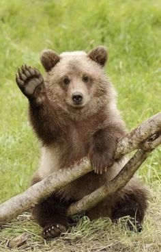 a brown bear sitting on top of a tree branch with its paw in the air