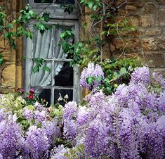 purple flowers in front of an old window