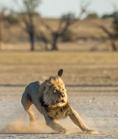 a lion running across a dry grass covered field