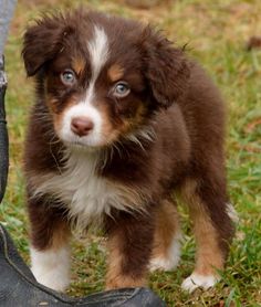 a brown and white puppy standing next to a pair of shoes