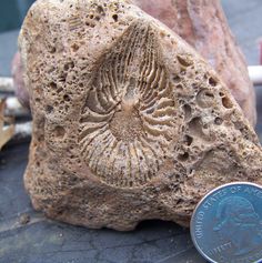 a coin sitting on top of a rock next to a piece of stone with an intricate design