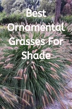 best ornamental grasses for shade Perrenial Grasses, Grass For Shady Areas, Grasses For Shade, Deer Resistant Shade Plants, Deer Resistant Landscaping, Shade Tolerant Grass, Plants For Shady Areas, Ornamental Grass Landscape