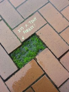 a small hole in the ground that has grass growing out of it with words written on it