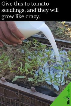 someone is pouring milk into a plant that has been planted in the ground with other plants