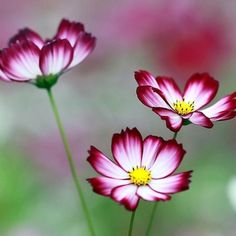 three pink flowers with yellow centers are in the foreground and blurry behind them