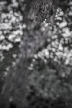 a black and white photo of the bark of a tree with water droplets on it