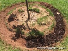 a small tree is in the middle of a patch of mulch and some dirt