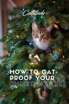 a cat sitting on top of a christmas tree with the words how to cat proof your christmas tree