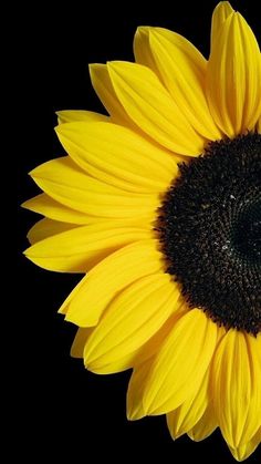 a large yellow sunflower on a black background with the center section showing its petals