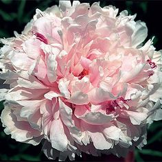 a pink and white flower is blooming in the sun