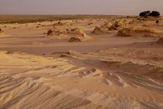 the desert is covered in sand and trees