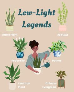 Home Decorations Ideas, Chinese Plants, Low Light House Plants, Indoor Plants Low Light, Cheap Plants, Indoor Plant Wall, Shadow Plants, Hanging Plant Wall