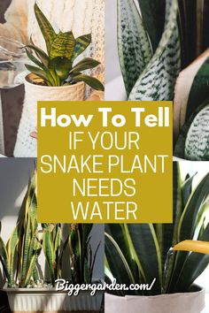 snake plant with text overlay how to tell if your snake plant needs water