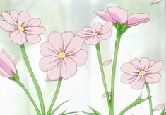 some pink flowers are in front of a white background with green stems and yellow centers