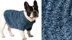 a dog wearing a sweater standing next to a blue carpet