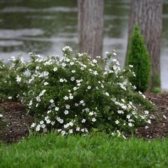 small white flowers are growing in the grass near some trees and water on a rainy day