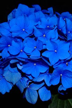 Fleurs Bleues Hydrangea Wallpaper, Bonsai Tree Care, Preserved Hydrangea, Dark Blue Flowers, Blue Flower Wallpaper, Wallpaper For Android, Unusual Flowers, Flowers Wallpaper