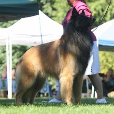 a dog that is standing in the grass