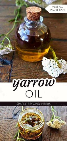 Explore the nurturing qualities of Yarrow Infused Oil, featured in our Herbal Oils for Skin collection. This oil, rich in yarrow's healing properties, is perfect for soothing and restoring skin, aiding in wound healing and acne treatment. A natural solution for skin and hair care, it's an herbal skincare essential. Find more DIY Beauty, Homemade Beauty Products, and Homemade Skin Care at simplybeyondherbs.com. Yarrow Oil, Yarrow Essential Oil, Medicinal Flowers, Yarrow Plant, Medicinal Weeds, Yarrow Flower, Foraging Recipes