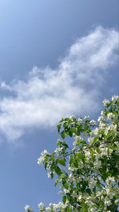 white flowers are blooming on the branches of trees in front of a blue sky with wispy clouds