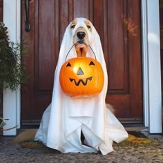 a dog in a ghost costume holding a pumpkin