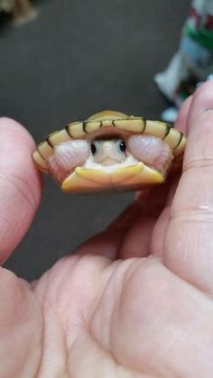 a hand holding a small snake with its mouth open