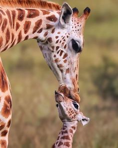 a baby giraffe nursing from its mother