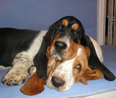 two dogs laying on top of each other