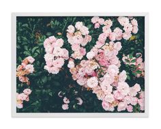 pink flowers are blooming on the bush in front of a white frame with a black background