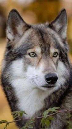 a close up of a wolf looking at the camera