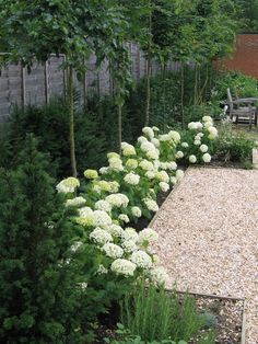 a garden with white flowers and gravel in the middle