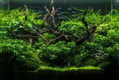 an aquarium filled with green plants and fish