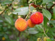 two red and yellow flowers on a tree branch