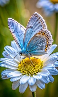 a blue butterfly sitting on top of a white flower