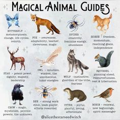 an animal's guide to the different types of animals in their natural habitats