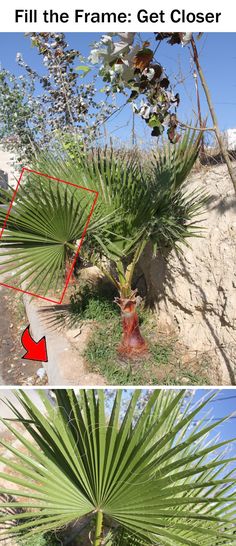 the same plant is shown in two different pictures